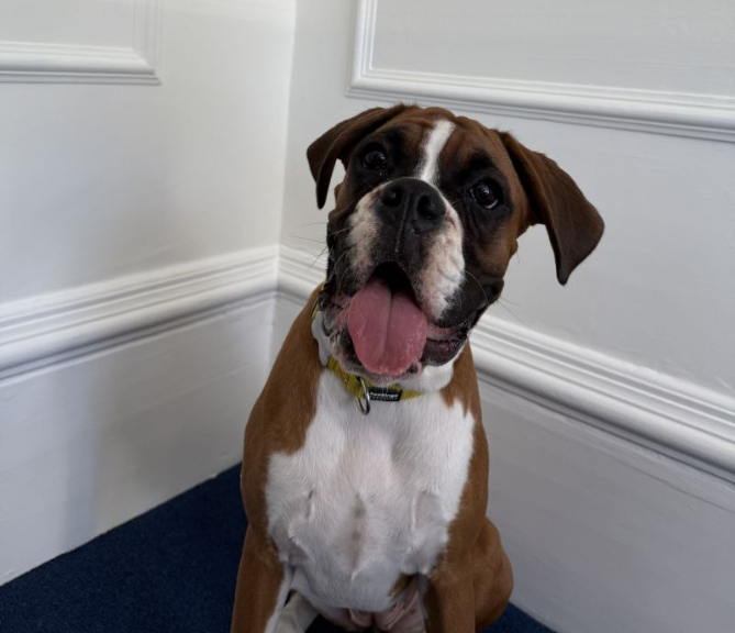 Indiana Chief Executive Pawficer