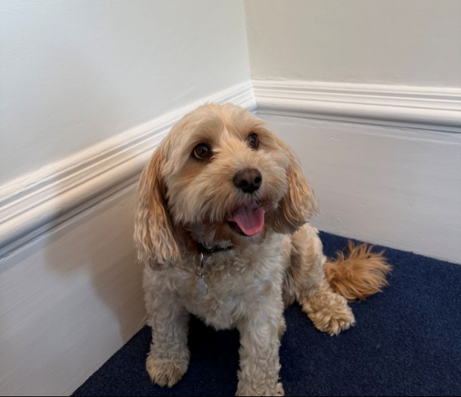 Orla Pawsonal Assistant