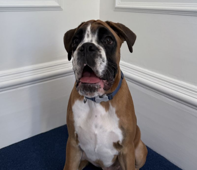 Vinnie Chief Barketing Officer